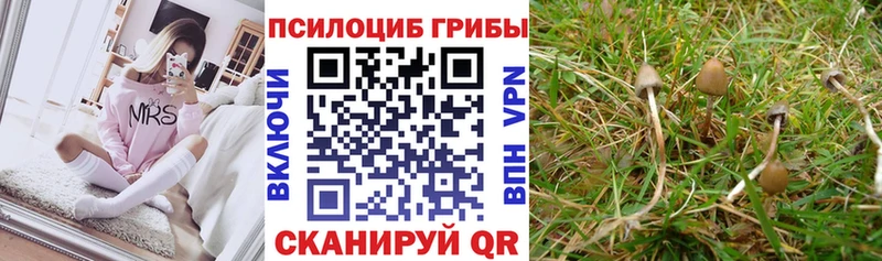 Купить  Облучье  Псилоцибиновые грибы мицелий 